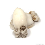 SEPPIE PUL 500/1000 IQF INDIA PRESTIGE 1x10 KG (no.Smat.)