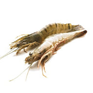 MAZZANCOLLA TROP. INT 30/40 LASTRA  2 KG BLK