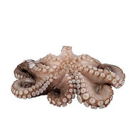 POLPI MAROCCO 1000/2000 AMARRAS  VASCHETTA 1,65 KG CIRCA