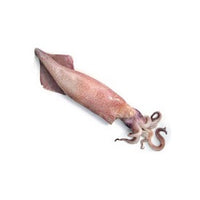 CALAMARI SPORCHI 100/300 OLANDA IQF 1X5 KG (No.Sma)